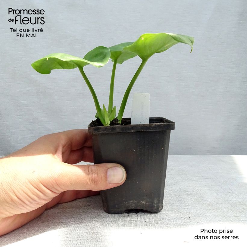 Example of Arum ou Calla palustris Godet de 8/9 cm as you get in printemps