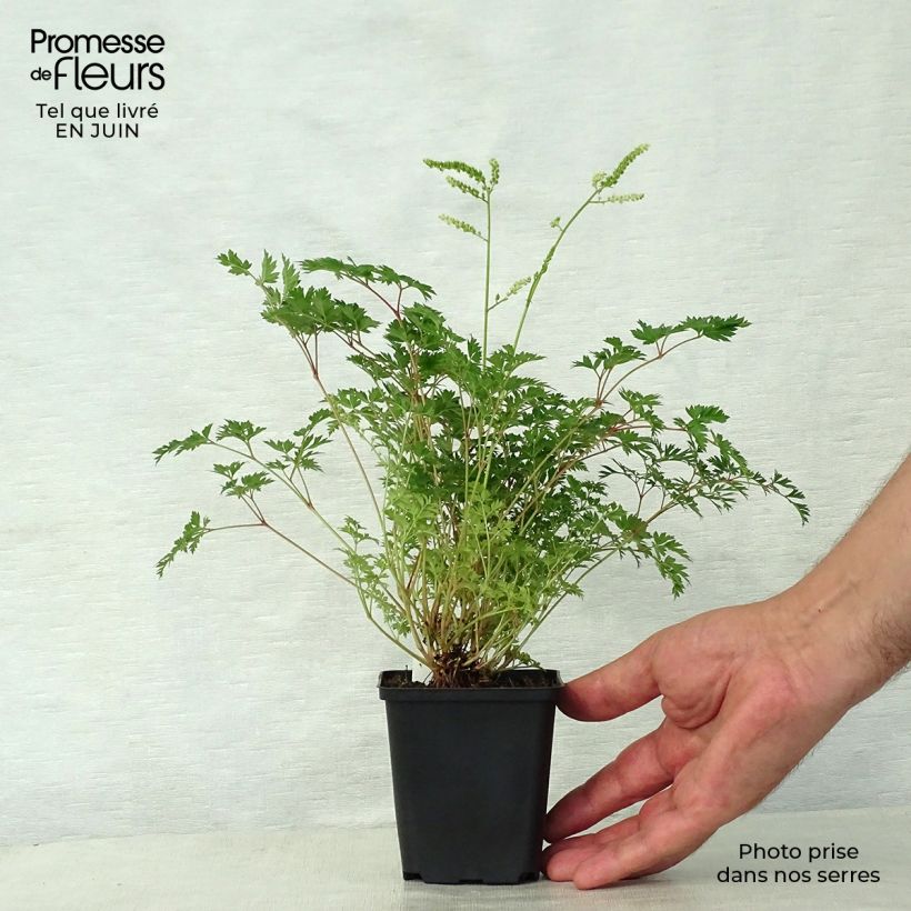 Spécimen de Aruncus aethusifolius - Barbe de Bouc naine Godet de 8/9 cm tel que livré en été