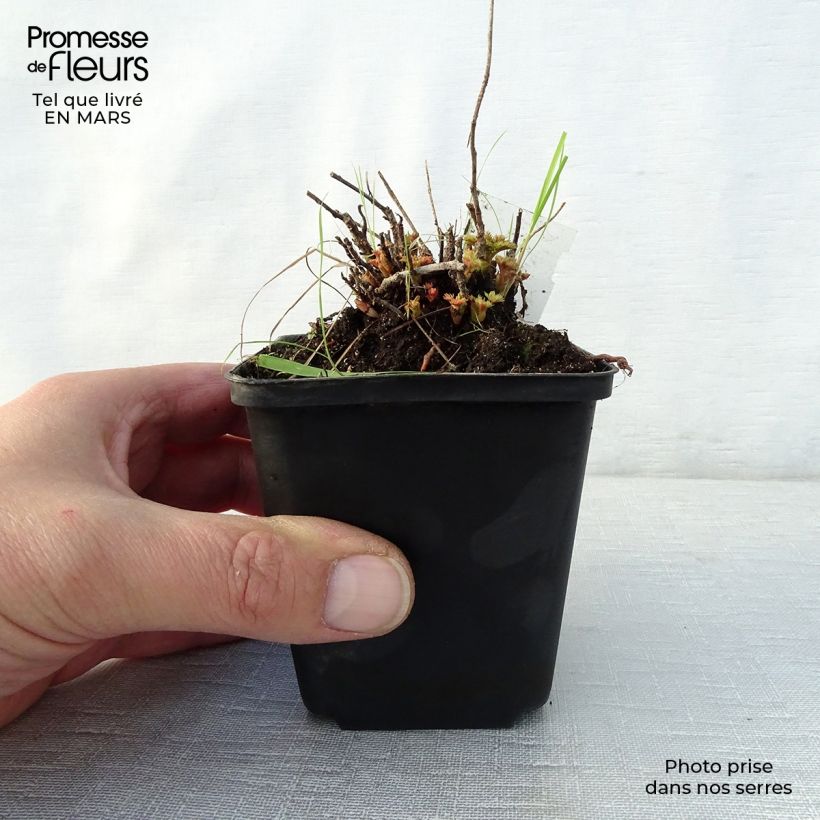 Spécimen de Aruncus aethusifolius - Barbe de Bouc naine Godet de 8/9 cm tel que livré au printemps