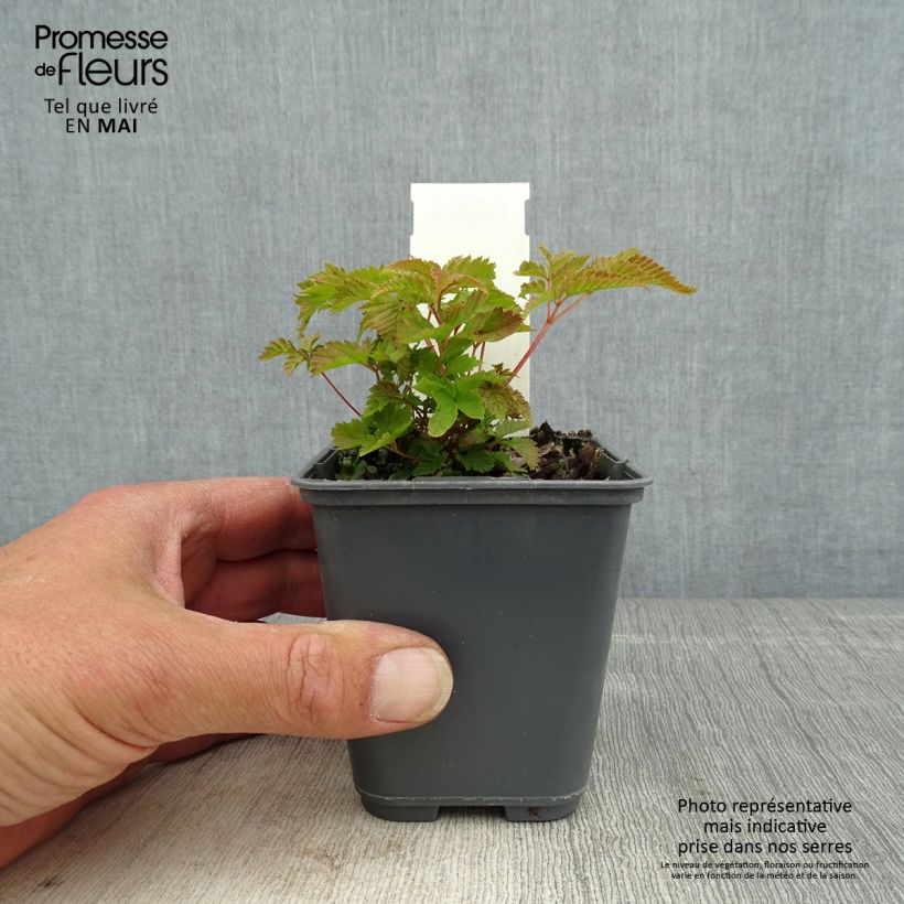 Spécimen de Aruncus diocus var. kamtschaticus, Barbe de Bouc Godet de 8/9 cm tel que livré au printemps