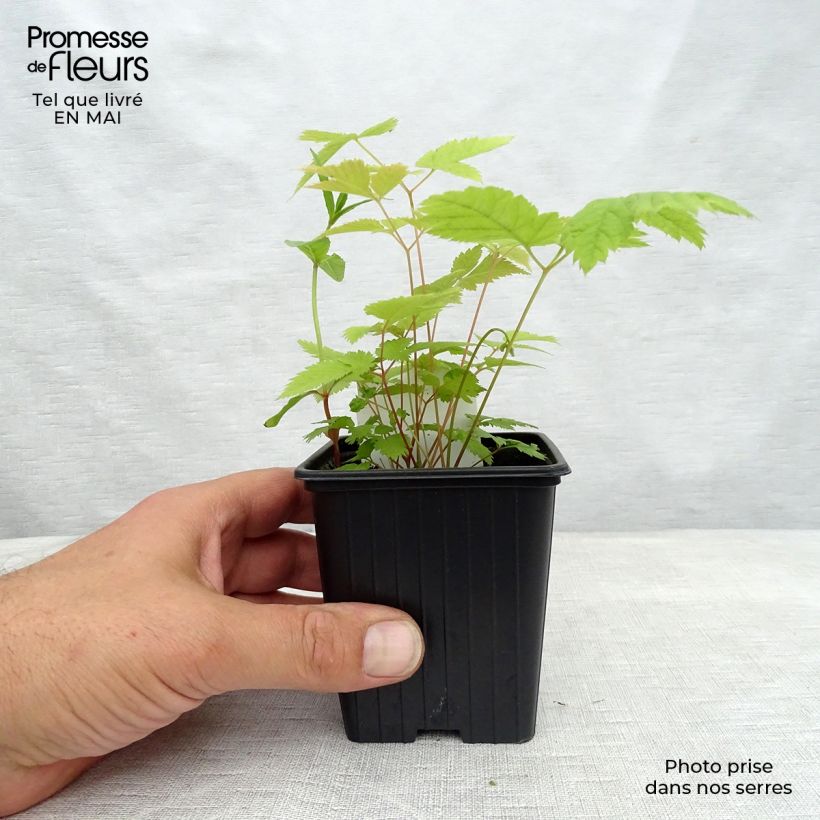 Example of Aruncus dioicus sylvestris, Barbe de Bouc Godet de 7/8 cm as you get in printemps