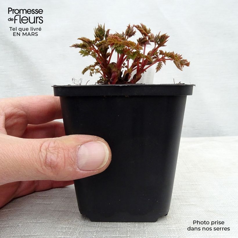 Spécimen de Aruncus hybride Misty Lace - Barbe de bouc Godet de 8/9 cm tel que livré au printemps