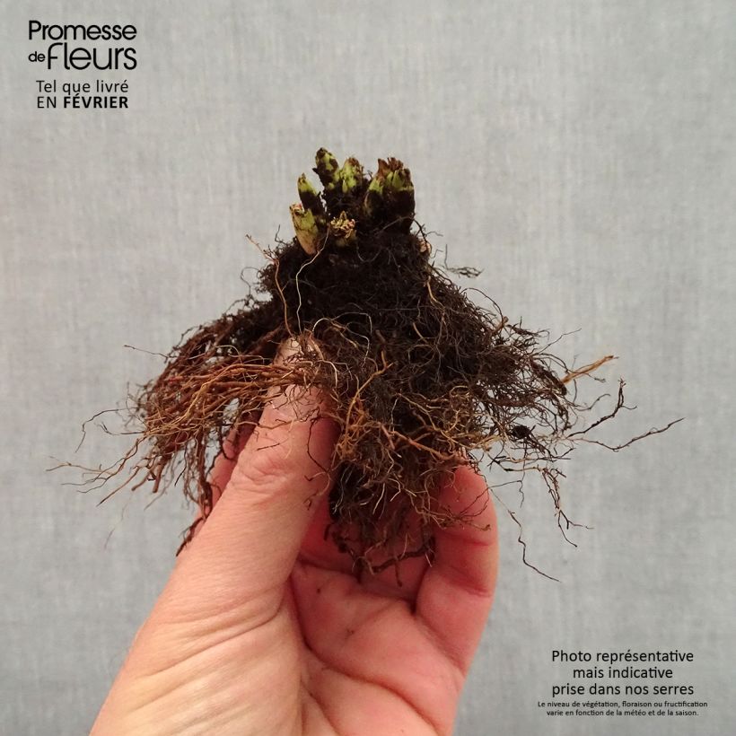 Spécimen de Aruncus hybride Misty Lace - Barbe de bouc Racines nues, Qualité premium tel que livré en hiver