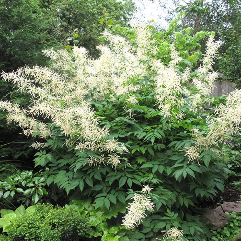 Aruncus sinensis Zweiweltenkind - Barbe de Bouc (Port)