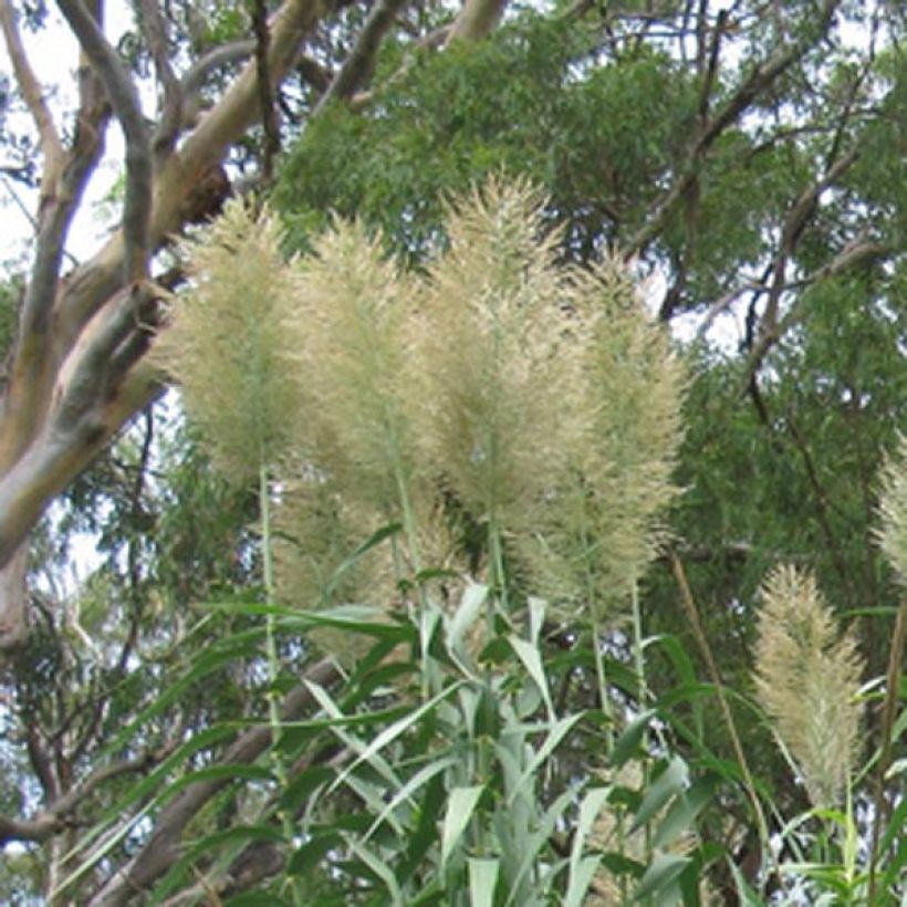 Arundo donax - Canne de Provence (Flowering)