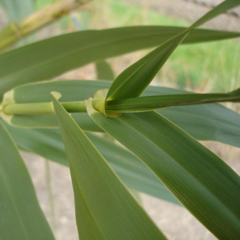 Arundo donax - Canne de Provence (Foliage)