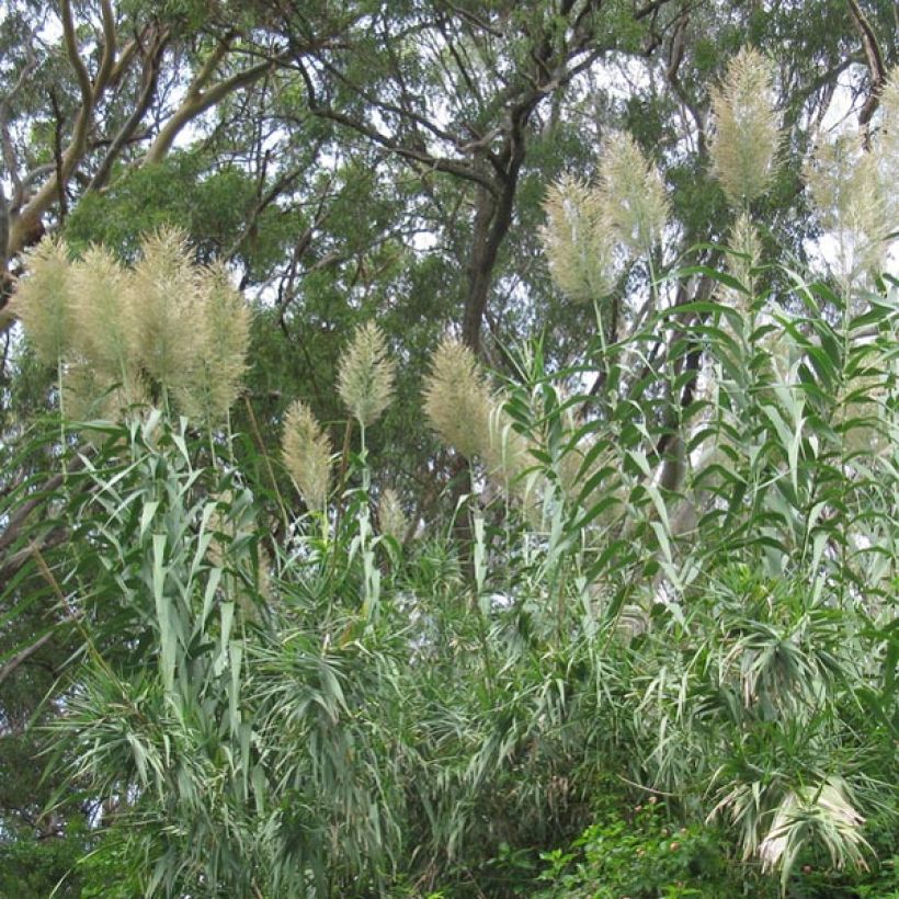 Arundo donax - Canne de Provence (Plant habit)