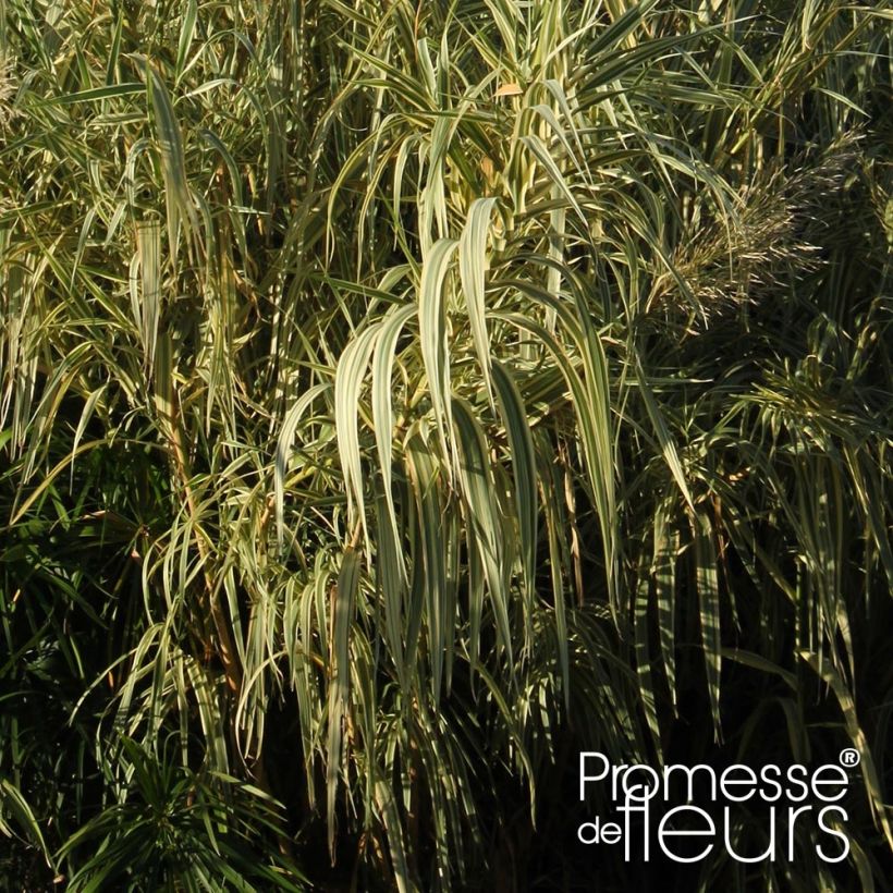 Arundo donax Aureovariegata - Canne de Provence (Foliage)