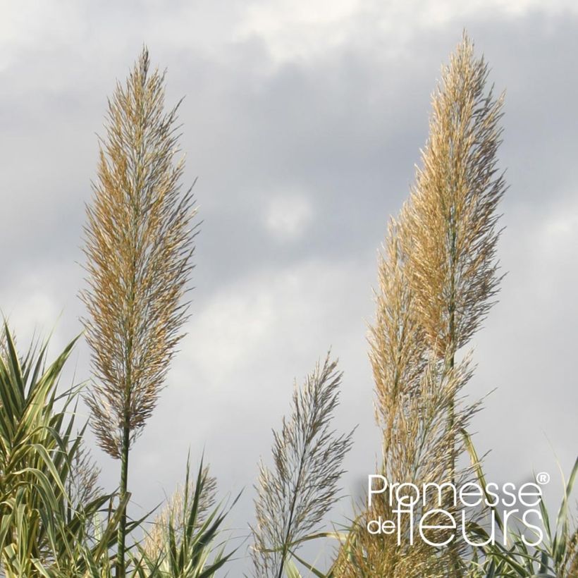 Arundo donax Aureovariegata - Canne de Provence (Flowering)