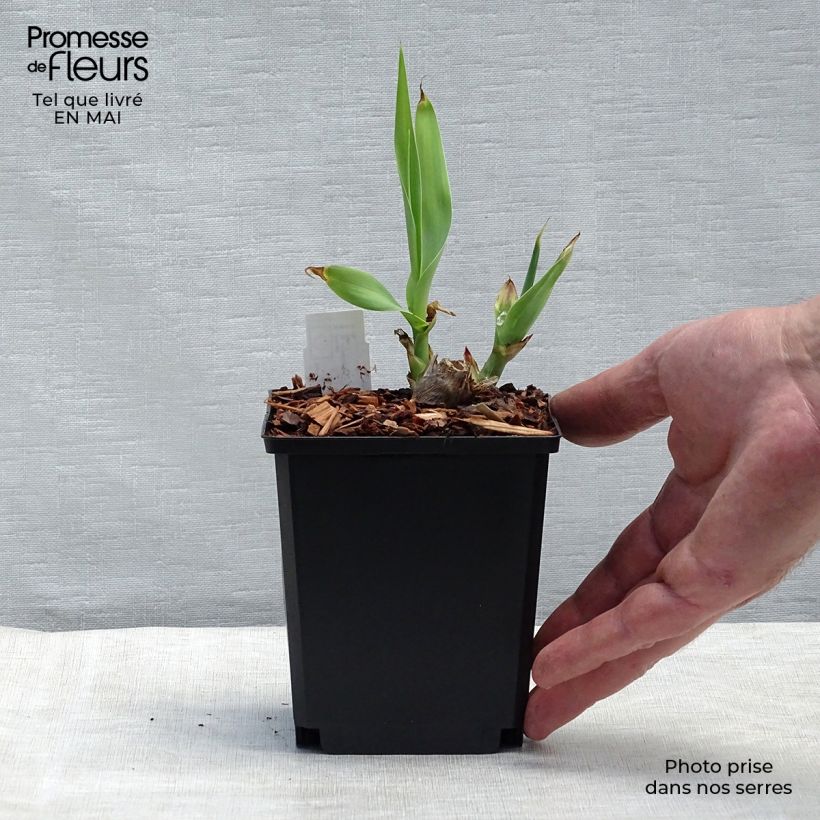 Example of Arundo donax - Canne de Provence Godet de 8/9 cm as you get in printemps