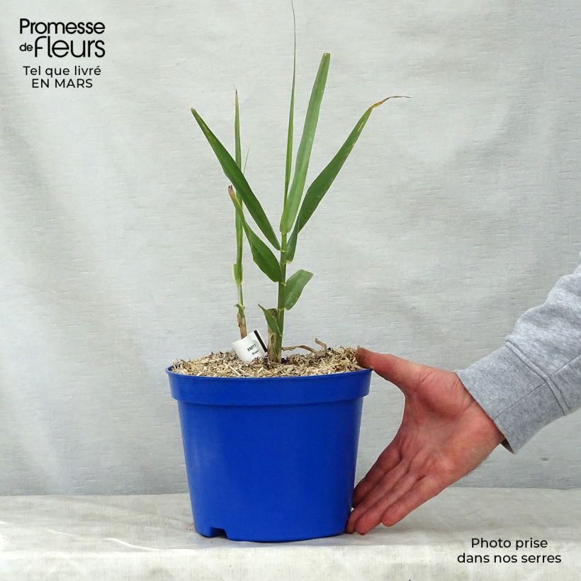 Example of Arundo donax - Canne de Provence Pot de 3L/4L as you get in printemps