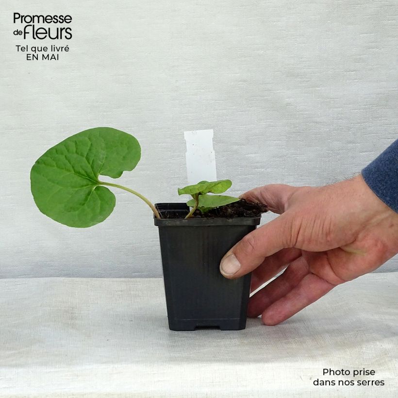 Spécimen de Asarum caudatum - Asaret Godet de 8/9 cm tel que livré au printemps