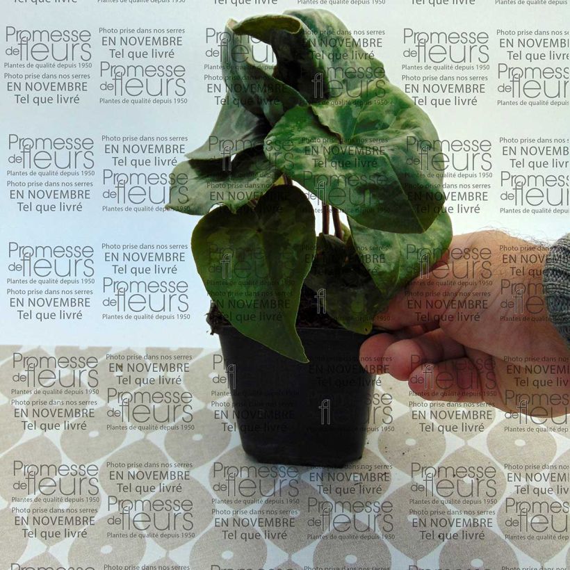 Exemple de spécimen de Asarum maximum Giant - Asaret Godet de 8/9 cm tel que livré