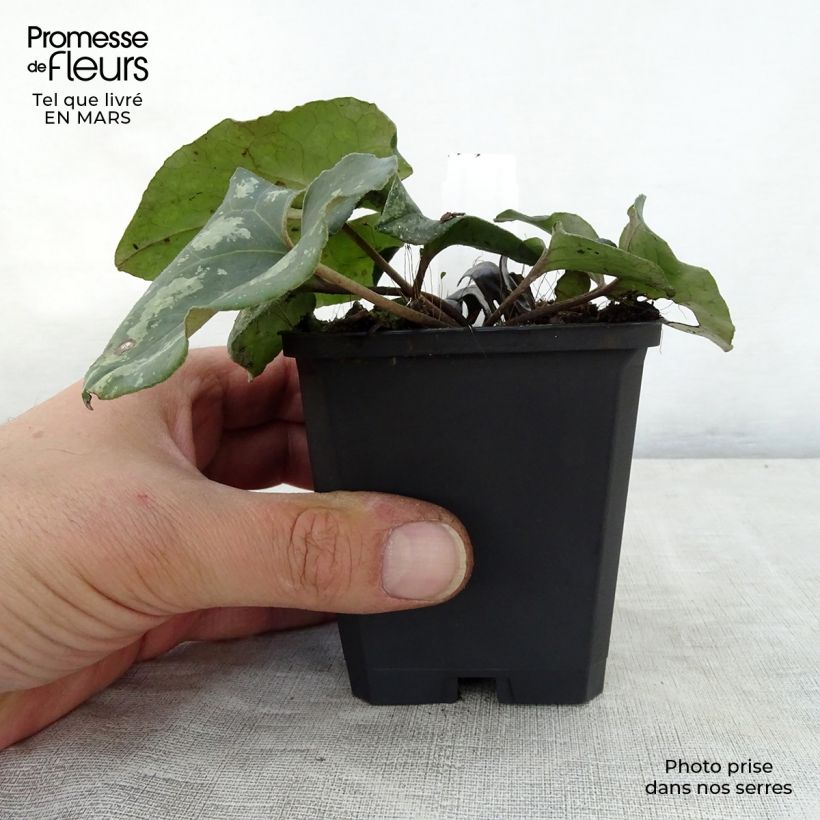 Spécimen de Asarum splendens - Asaret Godet de 8/9 cm tel que livré au printemps
