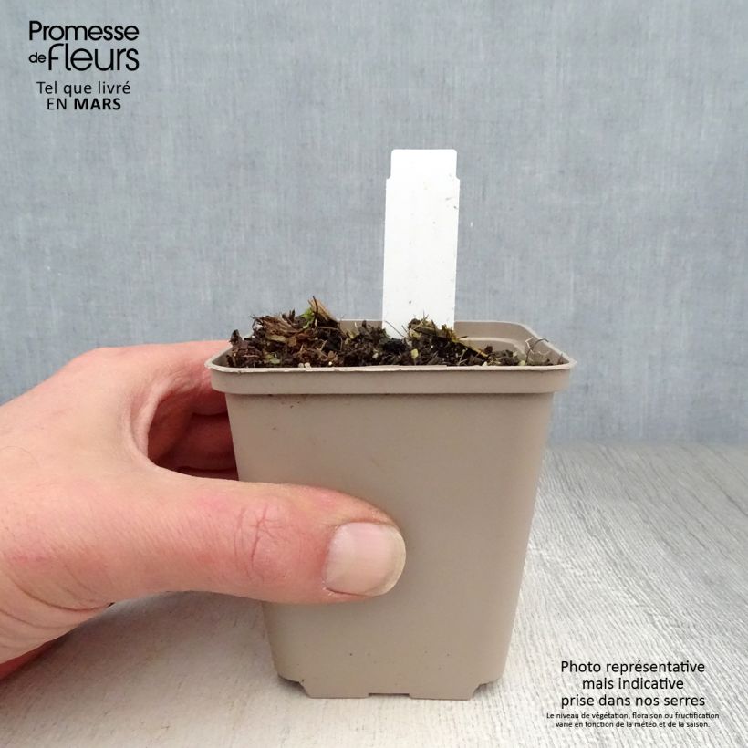 Example of Asclépiade, Asclepias speciosa Godet de 8/9 cm as you get in printemps