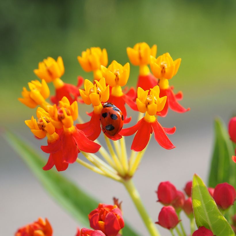 Asclépiade de Curaçao, Asclepias curassavica (Flowering)