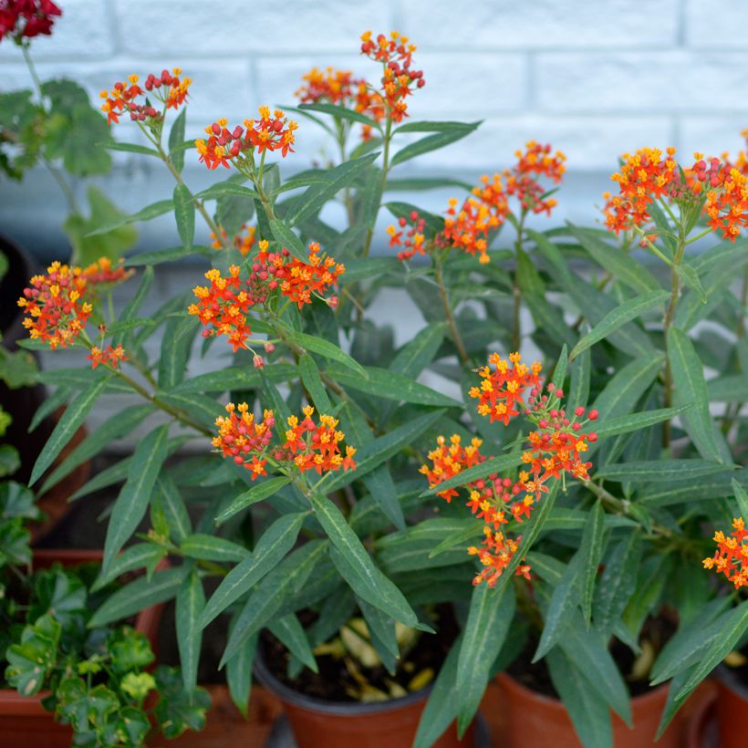 Asclépiade de Curaçao, Asclepias curassavica (Plant habit)