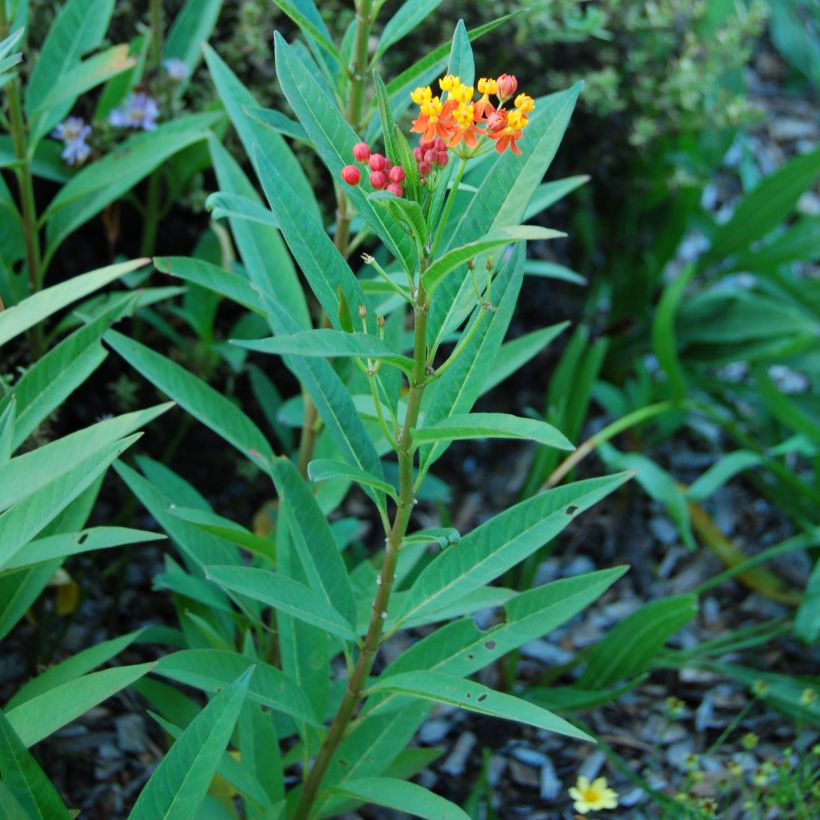 Asclépiade de Curaçao, Asclepias curassavica (Foliage)