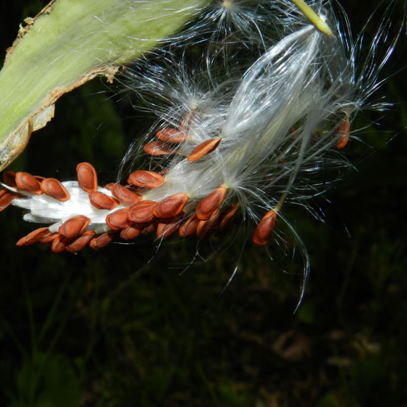Asclépiade de Curaçao, Asclepias curassavica (Harvest)