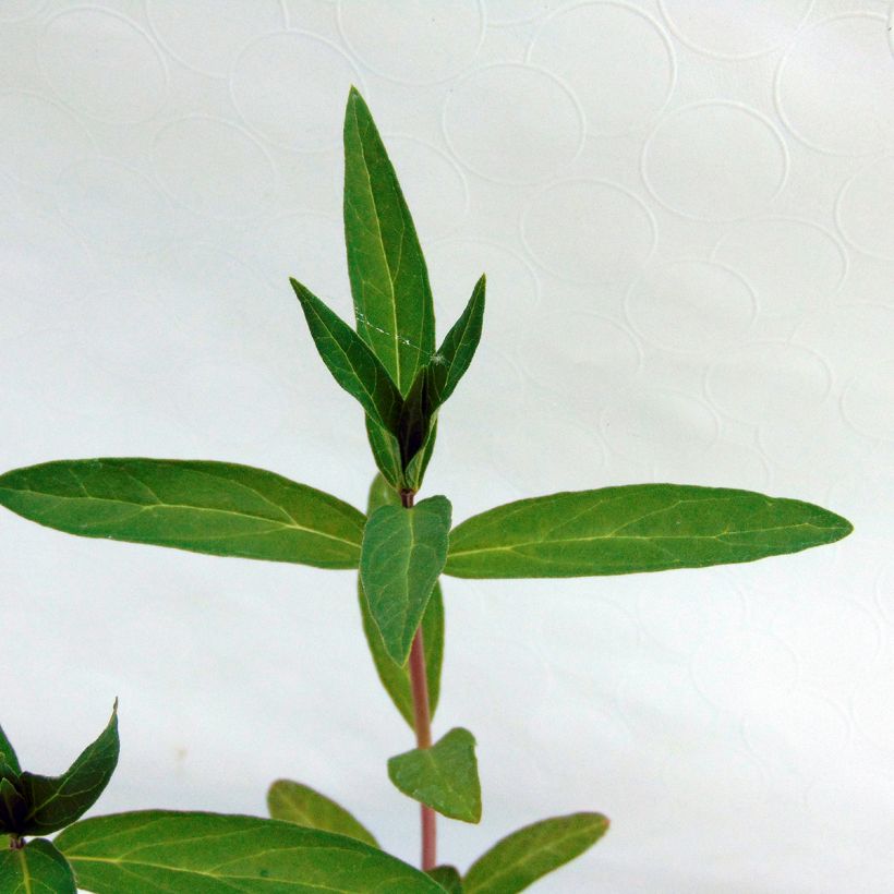 Asclepias incarnata - Asclépiade (Foliage)