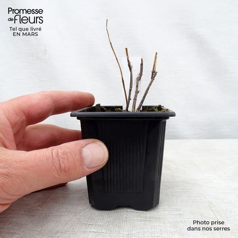 Example of Asclepias incarnata - Asclépiade Godet de 8/9 cm as you get in printemps