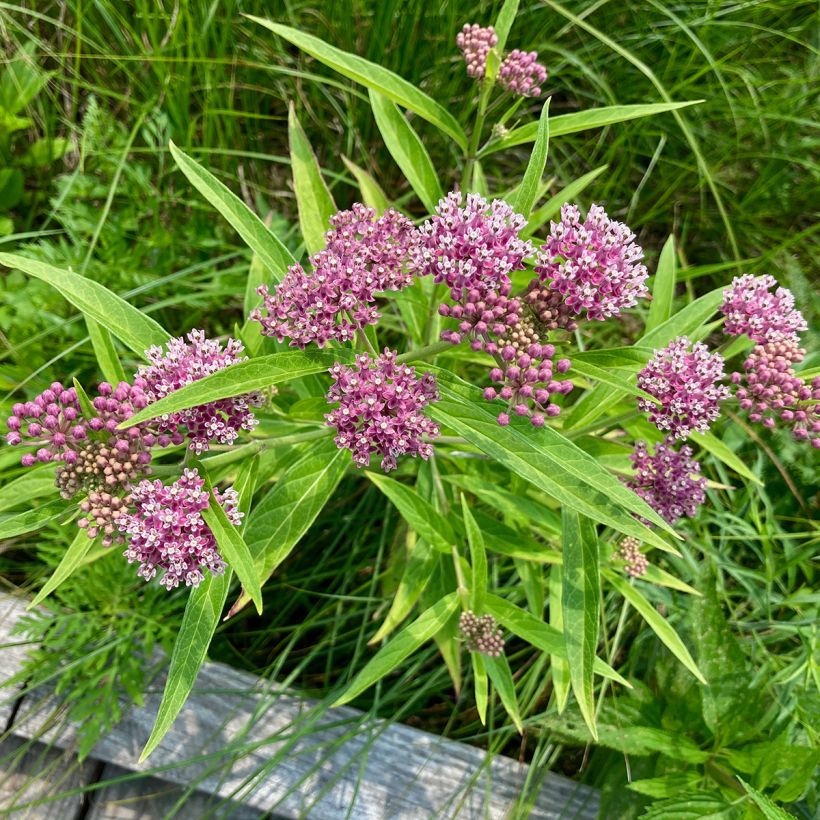 Asclepias incarnata - Asclépiade (Plant habit)