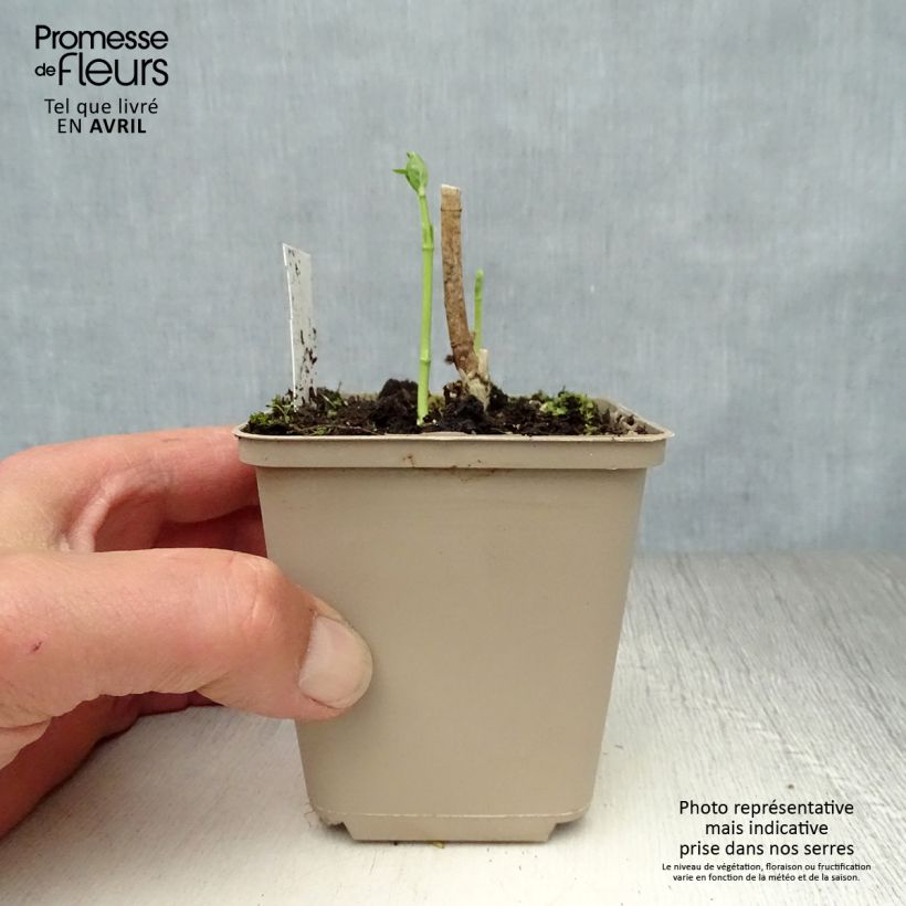 Spécimen de Asclepias incarnata Ice Ballet - Asclépiade Godet de 8/9 cm tel que livré au printemps