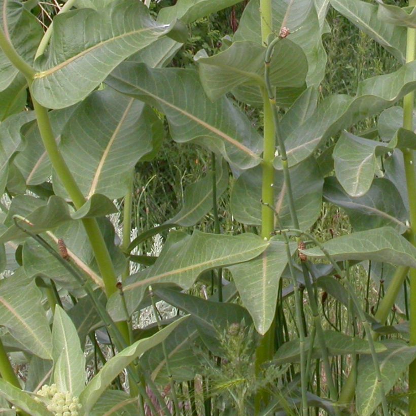 Asclépiade, Asclepias speciosa (Foliage)