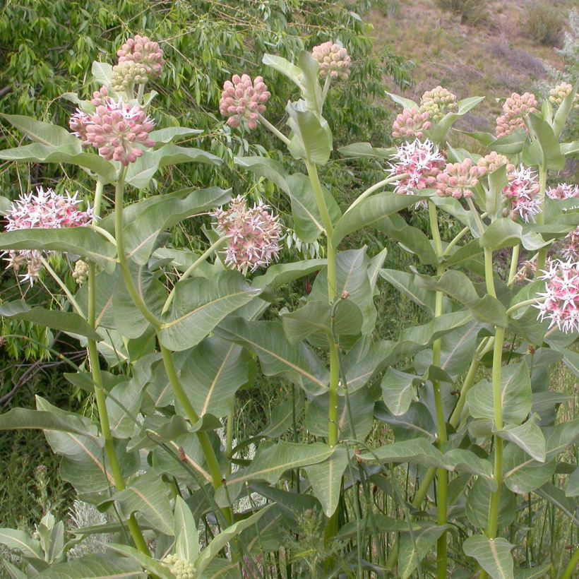 Asclépiade, Asclepias speciosa (Plant habit)