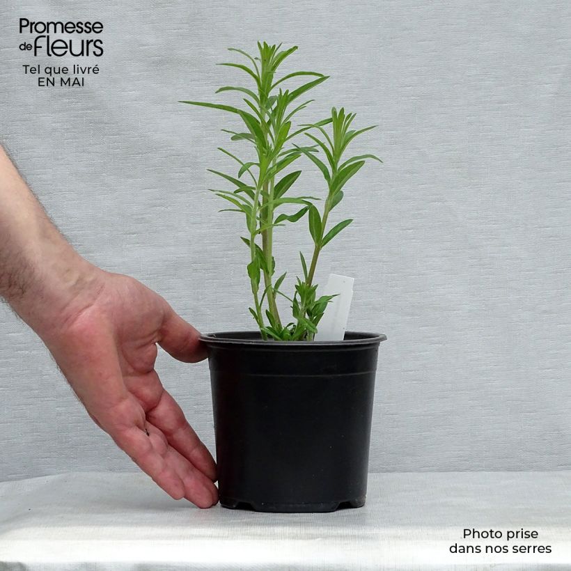 Spécimen de Asclepias tuberosa - Asclépiade tubéreuse Godet de 7/8 cm tel que livré au printemps