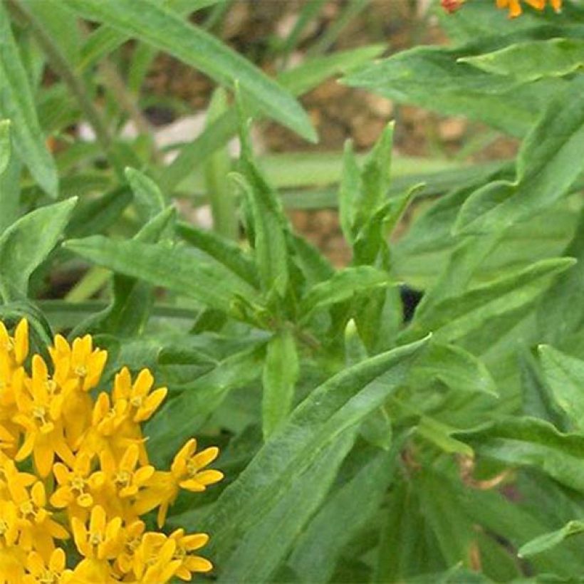 Asclepias tuberosa Hello Yellow - Asclépiade tubéreuse (Foliage)