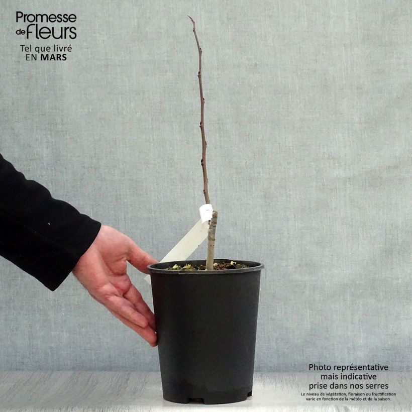 Spécimen de Asimina Sunflower - Pawpaw Pot de 2L/3L tel que livré au printemps