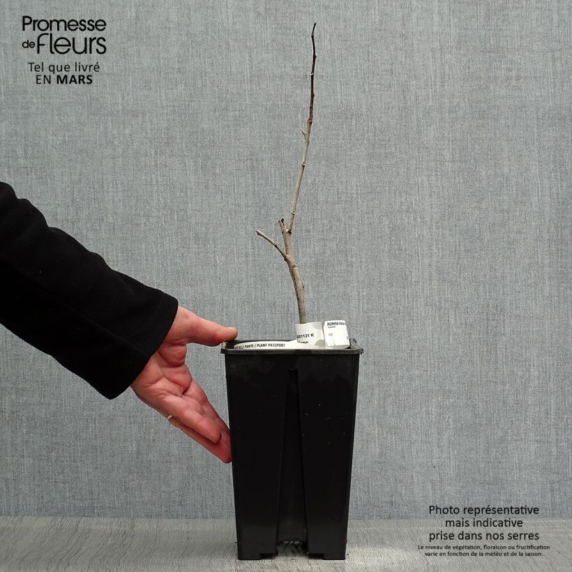 Spécimen de Asiminier, Pawpaw - Asimina triloba Overleese Pot de 3L/4L tel que livré au printemps