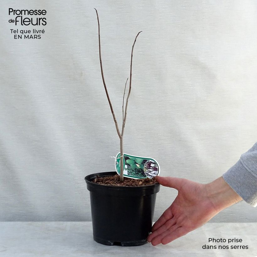 Spécimen de Asimina triloba - Pawpaw Pot de 2L/3L tel que livré au printemps