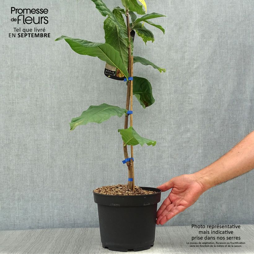 Spécimen de Asimina triloba Susquehanna Peterson Pawpaws Pot de 3L/4L tel que livré en automne
