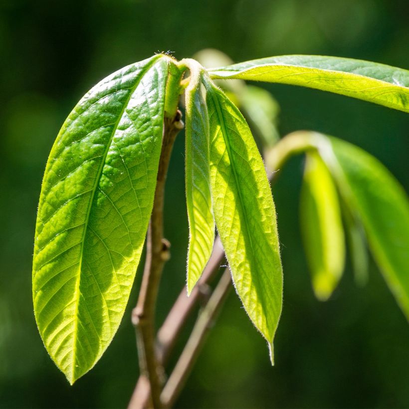 Asimina triloba Wells - Asiminier, Paw-paw (Foliage)