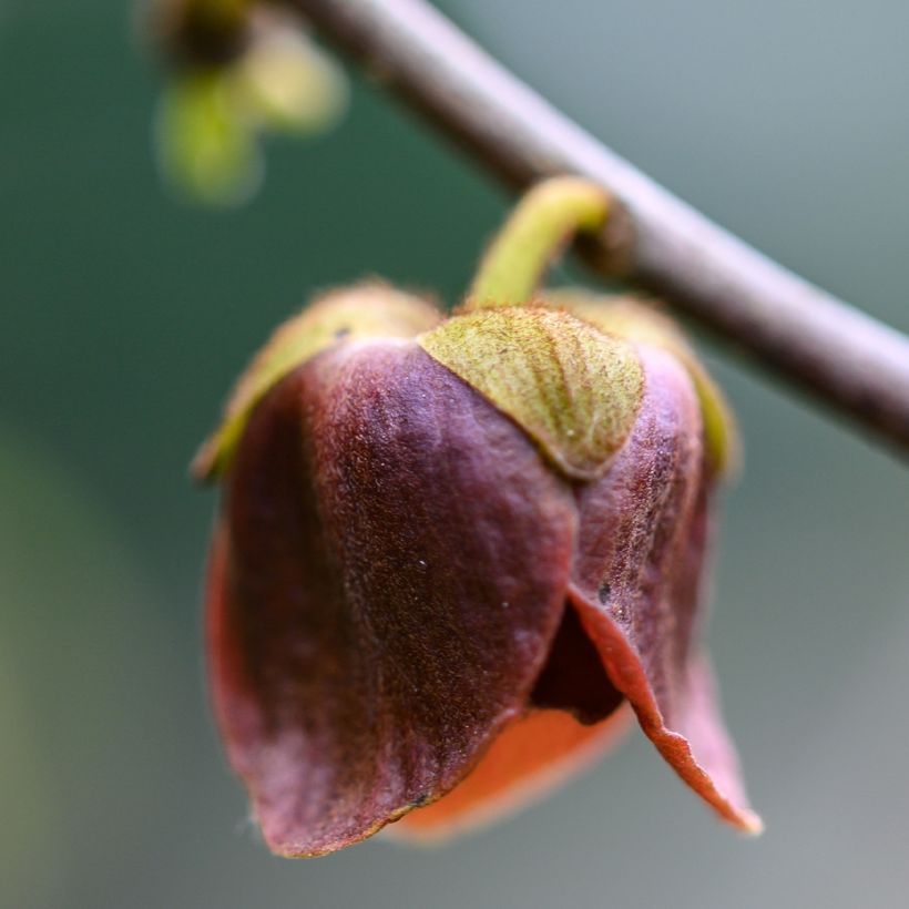 Asimina triloba Wells - Asiminier, Paw-paw (Flowering)