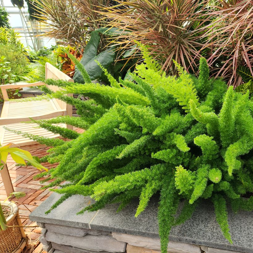 Asparagus densiflorus meyeri - Asparagus queues de chats (Plant habit)