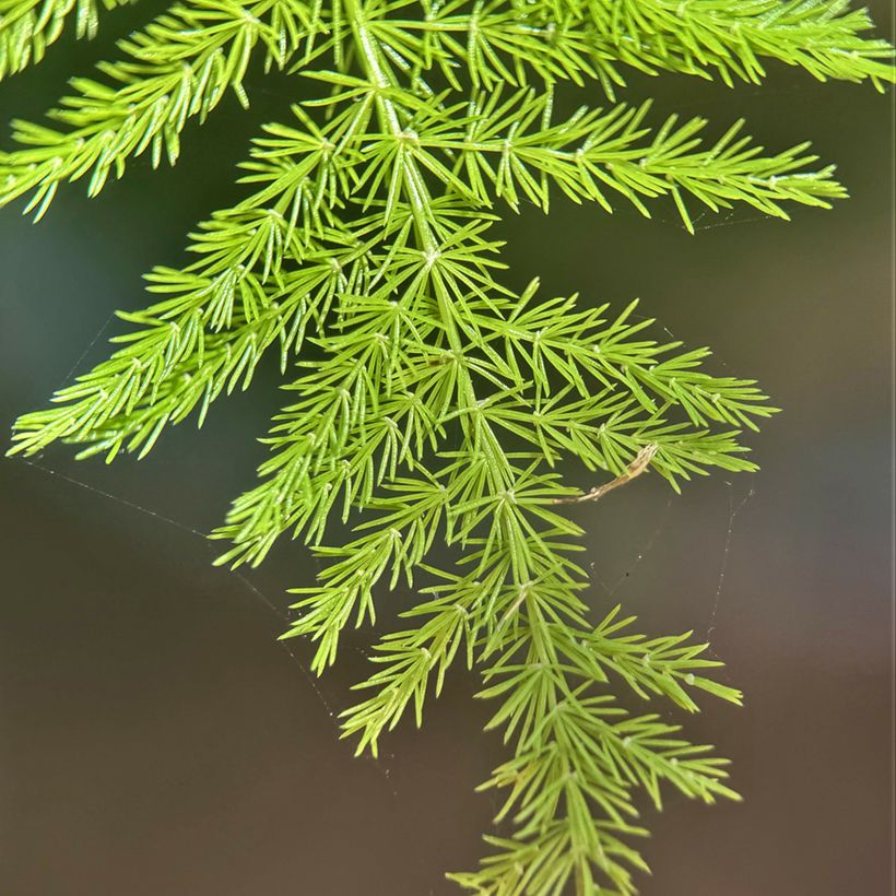 Asparagus plumosus - Asperge des fleuristes (Foliage)