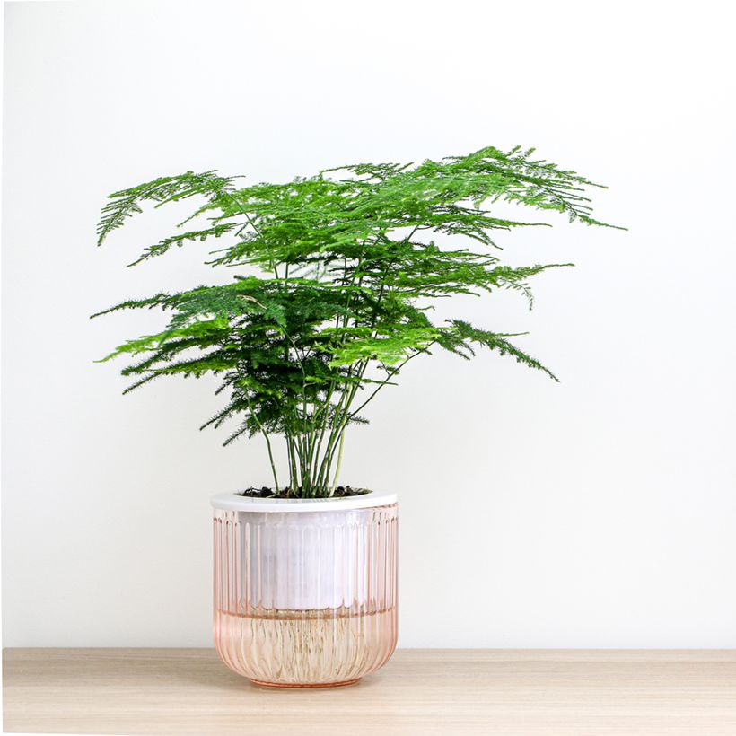 Asparagus plumosus - Asperge des fleuristes (Plant habit)