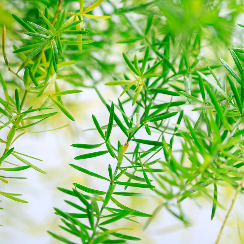 Asparagus sprengeri - Asperge de Sprenger (Foliage)