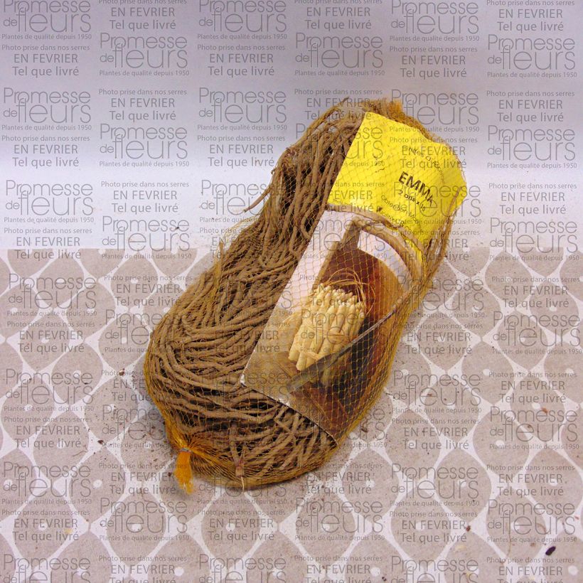 Example of Asperge Emma en griffes - Asparagus officinalis Sac de 10 griffes as you get