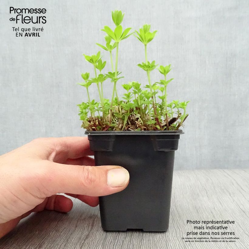 Spécimen de Aspérule odorante - Galium odoratum Godet de 7/8 cm tel que livré au printemps