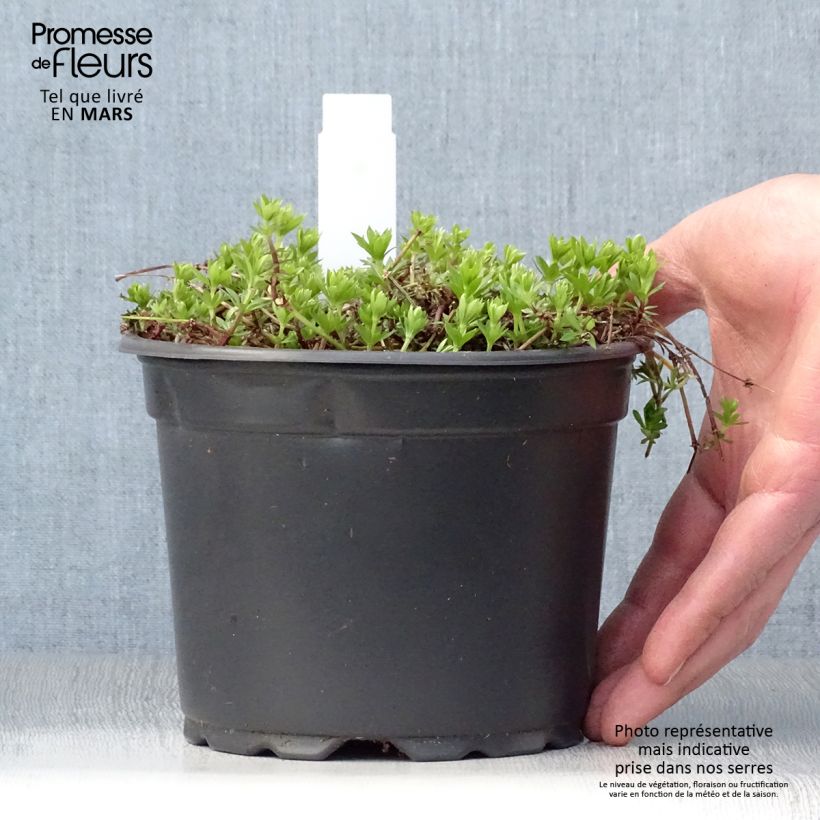 Spécimen de Aspérule odorante - Galium odoratum Pot de 2L/3L tel que livré au printemps