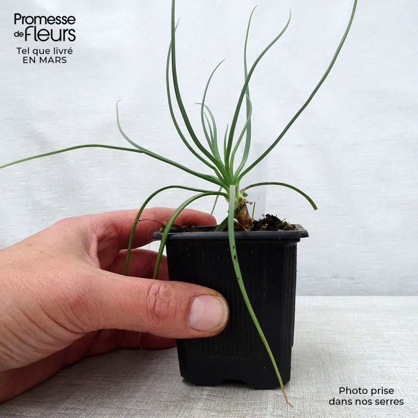 Spécimen de Asphodeline lutea - Bâton de Jacob Godet de 7/8 cm tel que livré au printemps