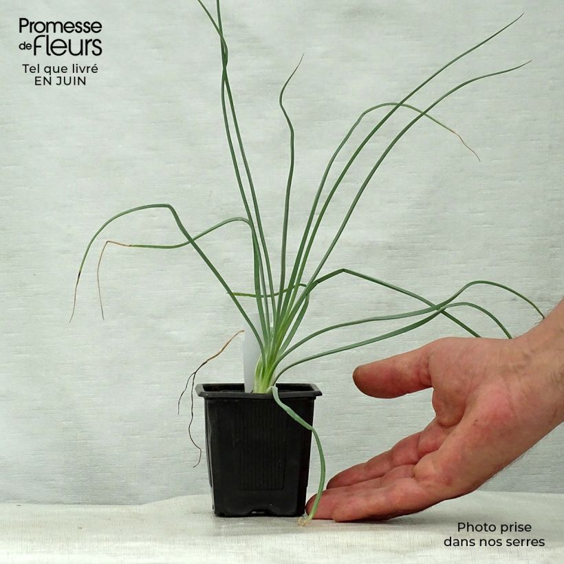 Spécimen de Asphodeline lutea - Bâton de Jacob Godet de 7/8 cm tel que livré en été
