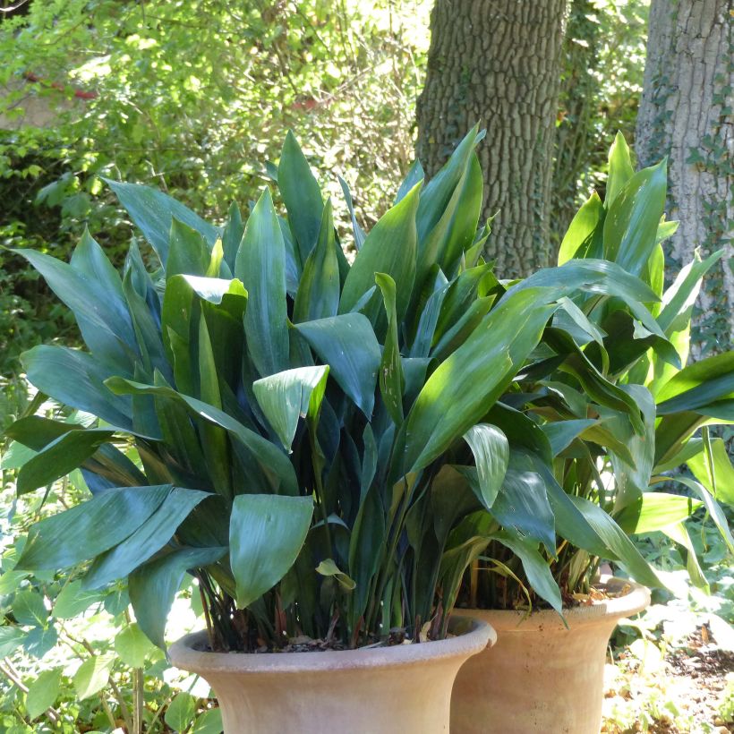 Aspidistra elatior - Aspidistre élevée (Plant habit)