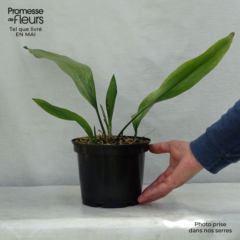 Example of Aspidistra elatior - Aspidistre élevée Pot de 2L/3L as you get in printemps