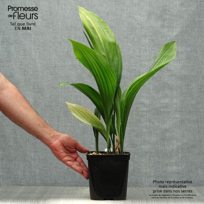 Spécimen de Aspidistra elatior Zebra - Aspidistre élevée Pot de 2L/3L tel que livré au printemps