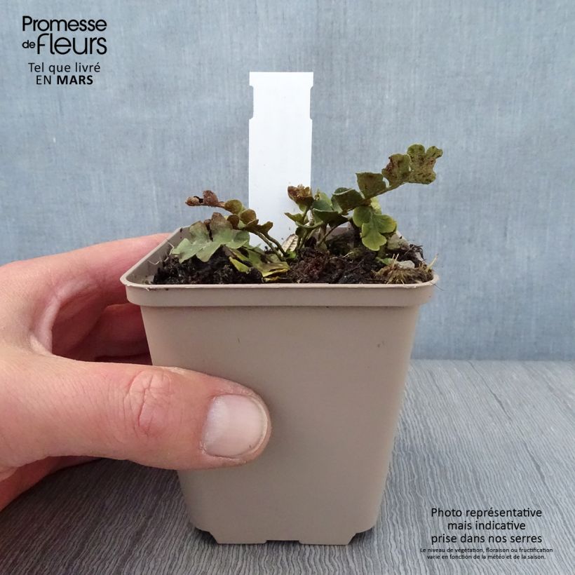 Spécimen de Asplenium ceterach - Fougère Cétérach officinal Godet de 8/9 cm tel que livré au printemps